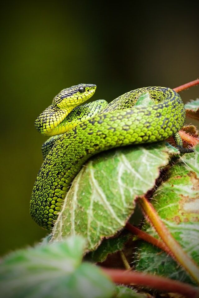 Caught a Snake? Here Is What to Do